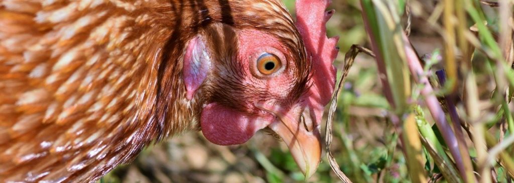 Glückliches Huhn pickt im Gras